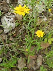 Tetraneuris linearifolia