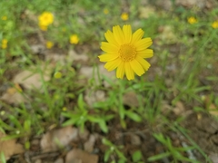 Tetraneuris linearifolia
