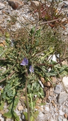 Cichorium endivia