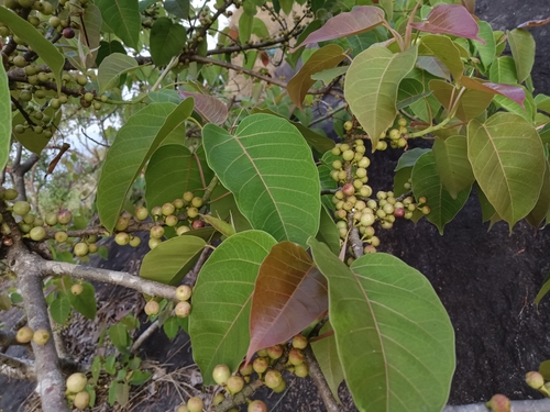 Image of Ficus arnottiana by (c) renjus box, some rights reserved (CC BY)