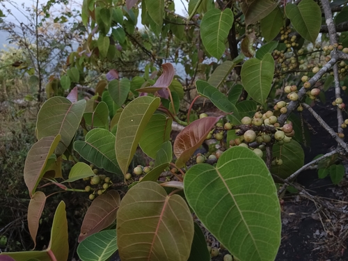 Image of Ficus arnottiana by (c) renjus box, some rights reserved (CC BY)