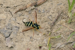 Xanthogramma citrofasciatum