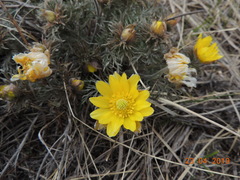 Adonis volgensis