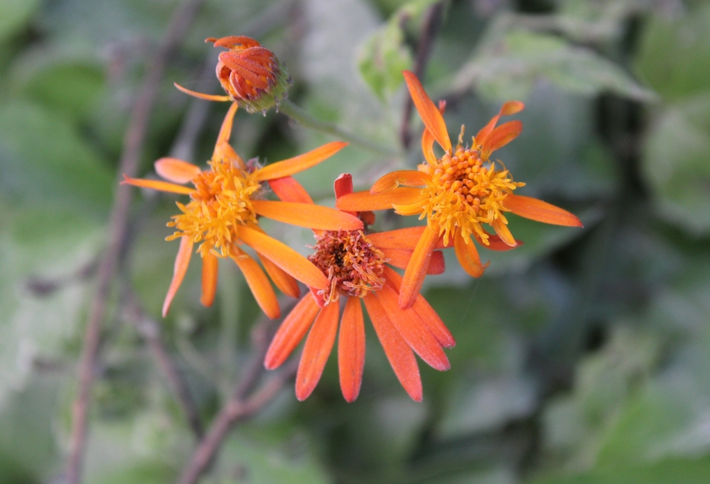 Pseudogynoxys chenopodioides, El Remate, Guatemala