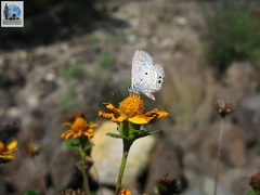 Hemiargus ceraunus astenidas