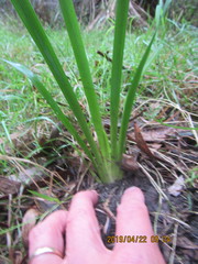 Phormium tenax