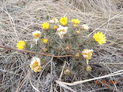 Adonis volgensis