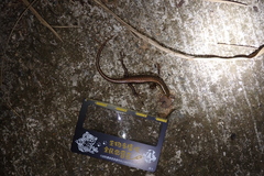 Sphenomorphus incognitus