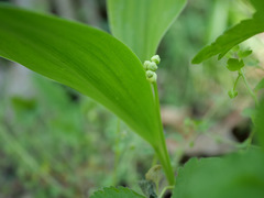 Convallaria majalis