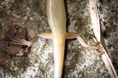 Sphenomorphus incognitus