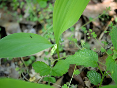 Convallaria majalis