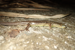 Sphenomorphus incognitus