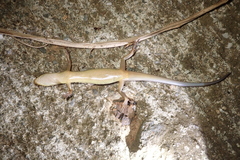 Sphenomorphus incognitus