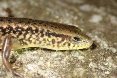 Sphenomorphus incognitus