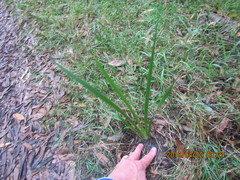 Phormium tenax