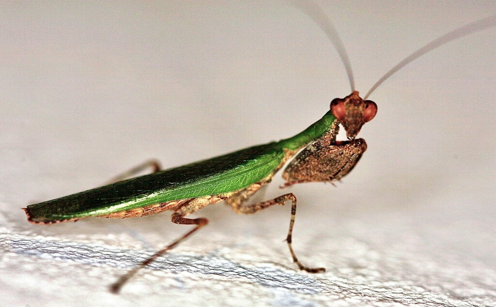 Anasigerpes