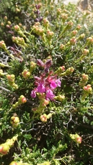 Teucrium divaricatum