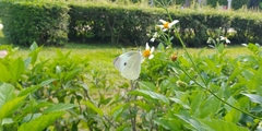 Pieris rapae crucivora