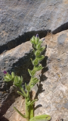 Echium arenarium