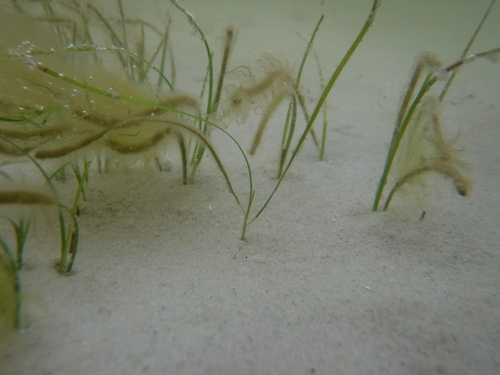 Photo of Dwarf Seagrass (Halodule wrightii)