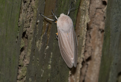 Creatonotos transiens vacillans