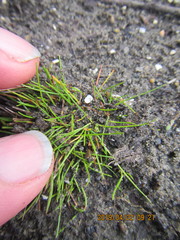 Isolepis basilaris