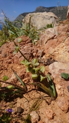 Muscari cycladicum
