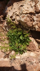 Scrophularia heterophylla