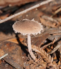 Melanophyllum haematospermum