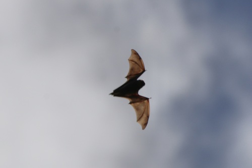 Aeorestes semotus observed 2024-03-02