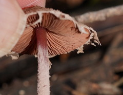 Melanophyllum haematospermum