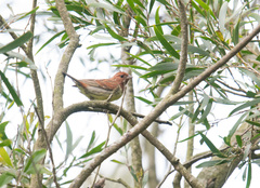 Emberiza rutila