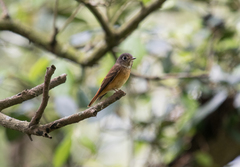 Muscicapa ferruginea