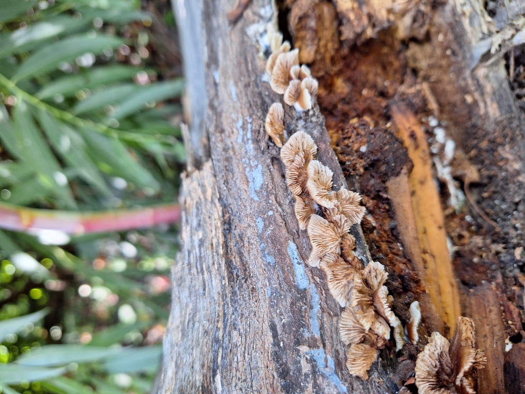 Crepidotus variabilis · February 2024 · photo: © rocio_pose (iNaturalist, cc-by)