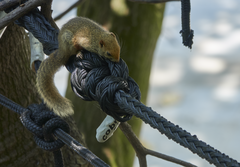 Pallas's Squirrel photo 4