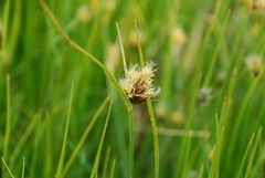 Bolboschoenus planiculmis