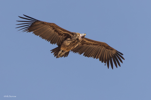 Lappet-faced Vulture