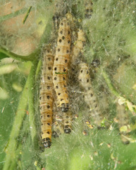 Yponomeuta cagnagella