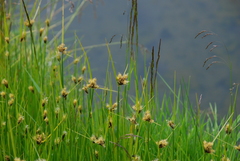Bolboschoenus planiculmis