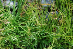 Cyperus kamtschaticus