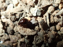 Corylophidae