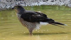 Accipiter tachiro tachiro