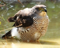 Accipiter tachiro tachiro