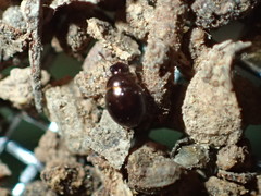 Corylophidae