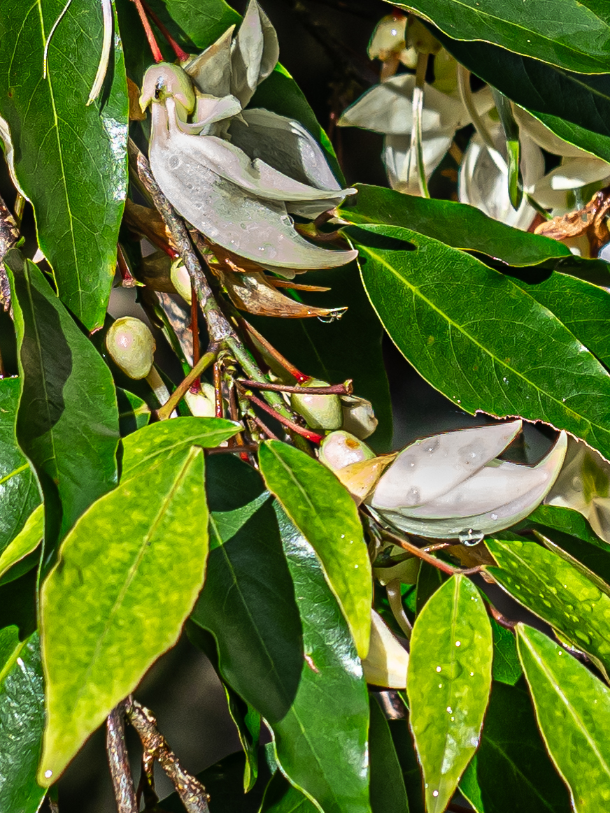 Arthroclianthus angustifolius