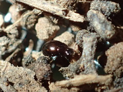 Corylophidae