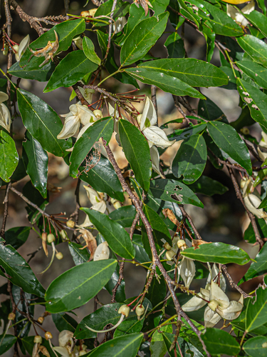 Arthroclianthus angustifolius, photograph 1