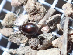 Corylophidae