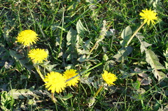 Taraxacum officinale