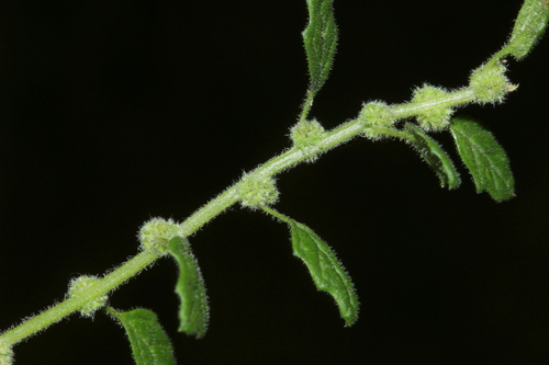 Dysphania carinata